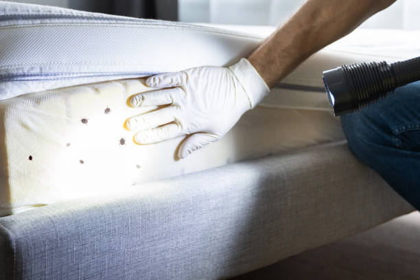 Reliable Shiner, TX Pest Control Solutions